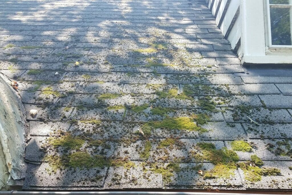 Algae on roof