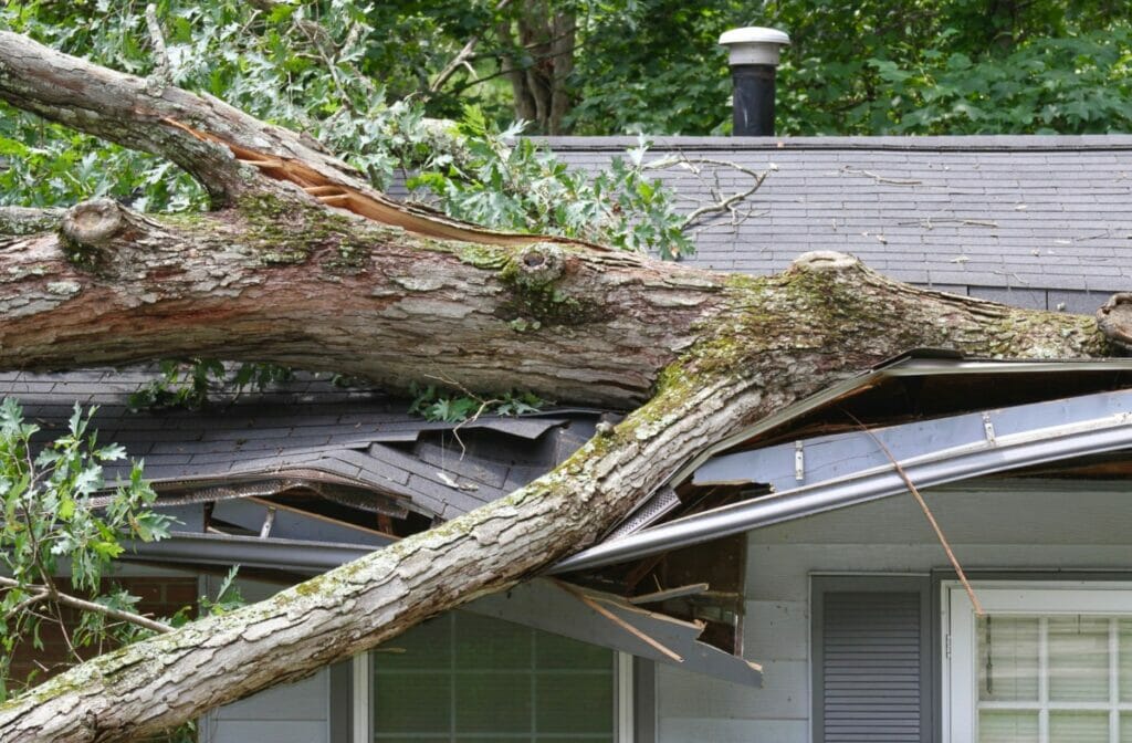 Fallen Branches On Your Roof