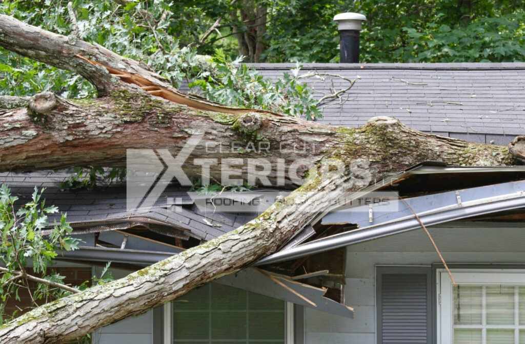 Fallen Branches On Your Roof